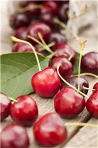  - Prunus cerasus 'Karneol'®