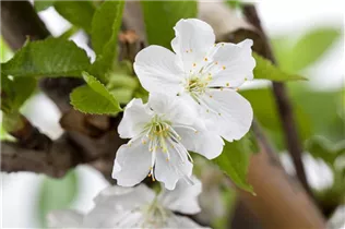  - Prunus avium
