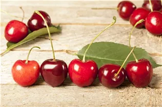  - Prunus cerasus 'Morina'(s)