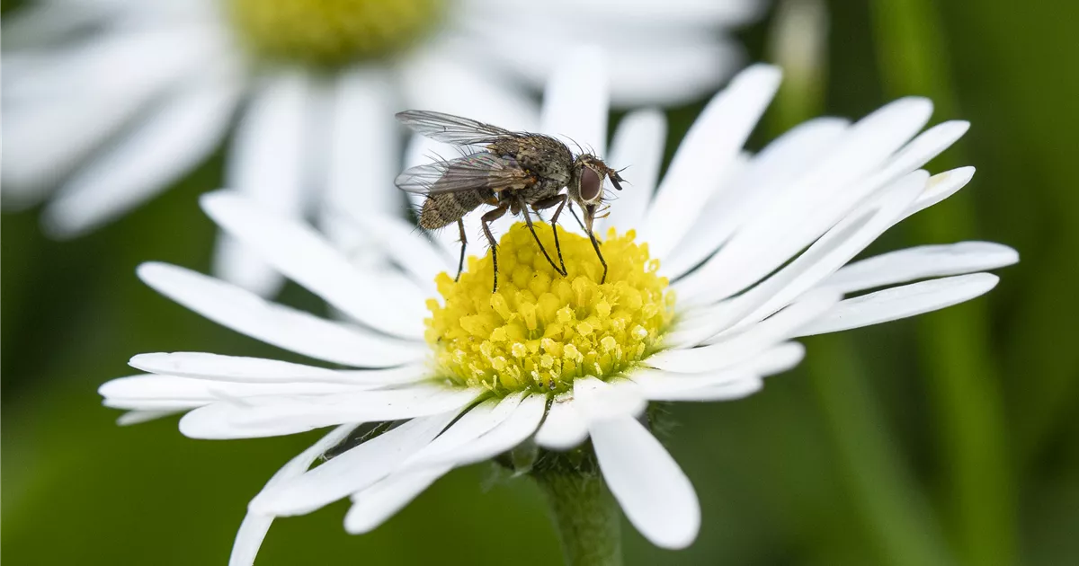  - Insektenschutz auf die natürliche Art und Weise