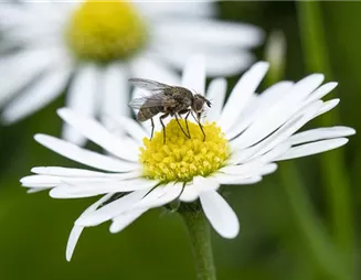 Insektenschutz auf die natürliche Art und Weise