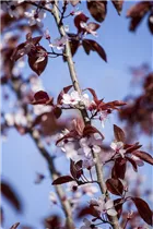  - Prunus cerasifera 'Nigra'