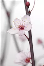  - Prunus cerasifera 'Nigra'