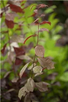  - Prunus cerasifera 'Nigra'