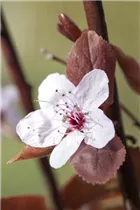  - Prunus cerasifera 'Nigra'