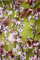  - Prunus cerasifera 'Nigra'