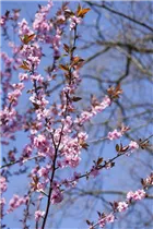  - Prunus cerasifera 'Nigra'