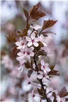  - Prunus cerasifera 'Nigra'