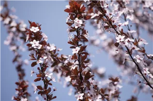  - Prunus cerasifera 'Nigra'
