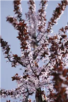  - Prunus cerasifera 'Nigra'