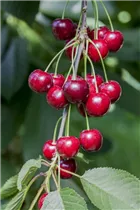  - Prunus avium 'Karina'