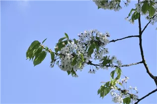  - Prunus cerasus