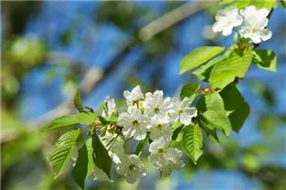  - Prunus cerasus