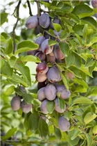 - Prunus domestica subsp. domestica 'Hauszwetschge'  - Prunus domestica subsp. domestica 'Hauszwetschge'