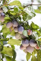  - Prunus domestica subsp. domestica