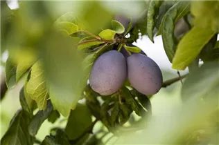  - Prunus domestica subsp. domestica