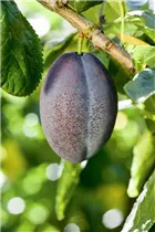  - Prunus domestica subsp. domestica 'Geisenheimer Toptaste'