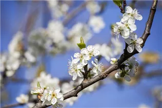  - Prunus domestica subsp. domestica