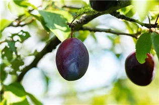  - Prunus domestica subsp. domestica