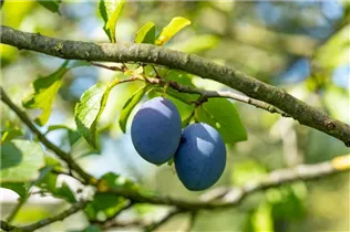  - Prunus domestica subsp. domestica