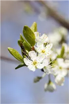  - Prunus domestica subsp. syriaca