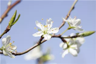  - Prunus domestica subsp. syriaca