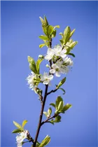  - Prunus domestica subsp. syriaca