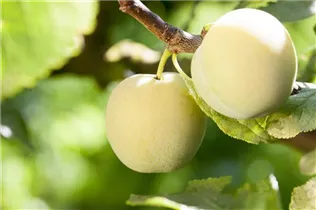 - Prunus domestica subsp. italica 'Große Grüne Reneclaude'  - Prunus domestica subsp. italica 'Große Grüne Reneclaude'