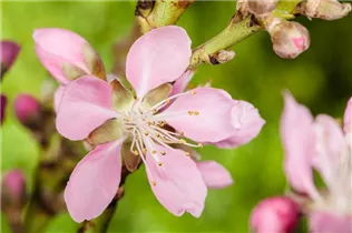 - Prunus dulcis  - Prunus dulcis