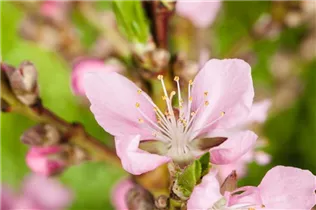 - Prunus dulcis  - Prunus dulcis