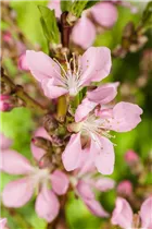 - Prunus dulcis  - Prunus dulcis