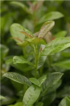  - Prunus laurocerasus