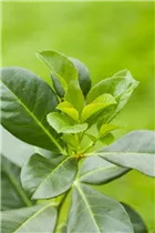  - Prunus laurocerasus