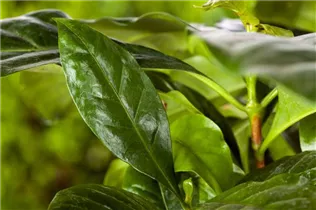  - Prunus laurocerasus