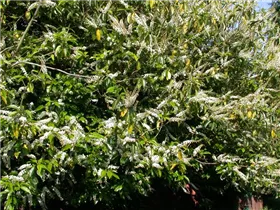  - Prunus laurocerasus
