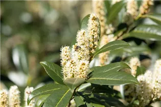  - Prunus laurocerasus