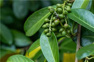  - Prunus laurocerasus