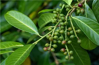  - Prunus laurocerasus