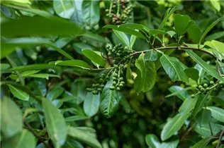  - Prunus laurocerasus