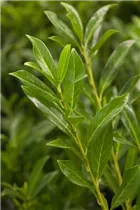  - Prunus laurocerasus 'Caucasica'