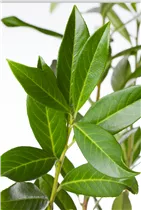  - Prunus laurocerasus 'Caucasica'