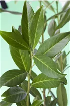  - Prunus laurocerasus 'Caucasica'