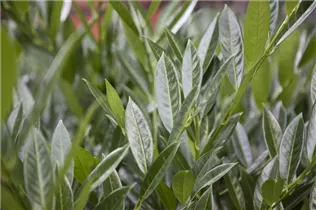  - Prunus laurocerasus 'Gajo'®