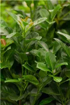  - Prunus laurocerasus 'Etna'®