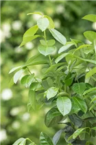  - Prunus laurocerasus 'Ani'