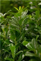  - Prunus laurocerasus 'Novita'