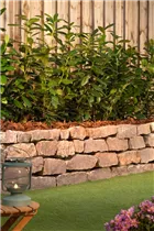  - Prunus laurocerasus 'Novita'