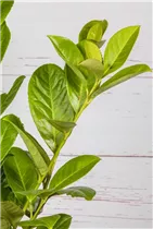  - Prunus laurocerasus 'Novita'