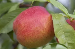 - Prunus persica var. nucipersica 'Rubis'  - Prunus persica var. nucipersica 'Rubis'