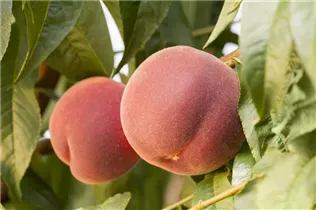  - Prunus persica var. persica 'Revita'®